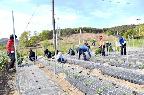 보령시의회 봄철 농촌 일손돕기