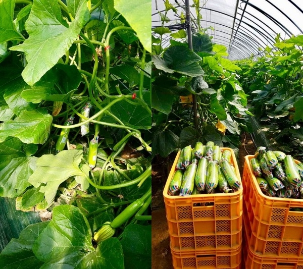 애호박 출하 모습