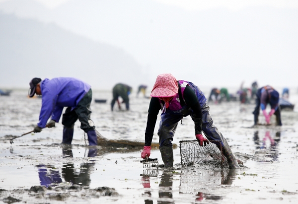 소원면 파도리에서 어민들이 바지락을 채취하는 모습.