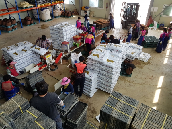 청양군농업기술센터 예비육묘 생산 파종 모습