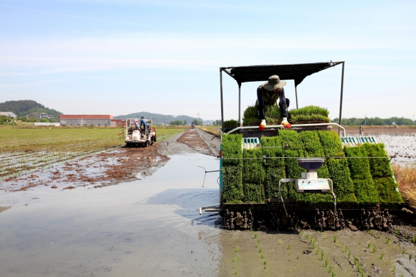 모내기 모습