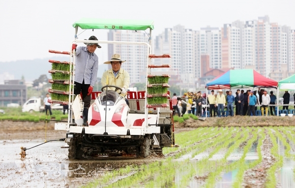 서산시의회 임재관 의장, 풍년기원 모내기 시연 / 충청뉴스 최형순 기자