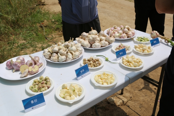 농가소득 대체 가공품 개발_홍산 마늘