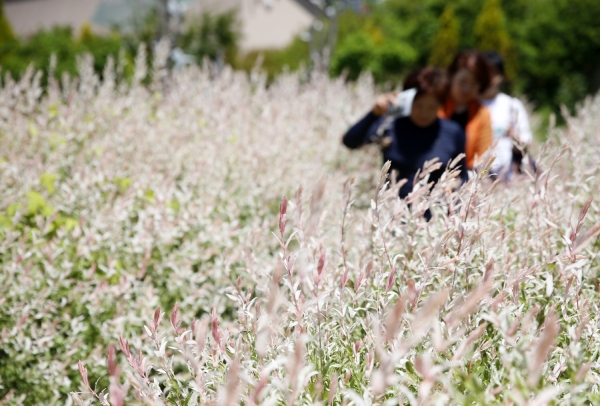 팜카밀레 허브농원의 삼색버드나무 모습.