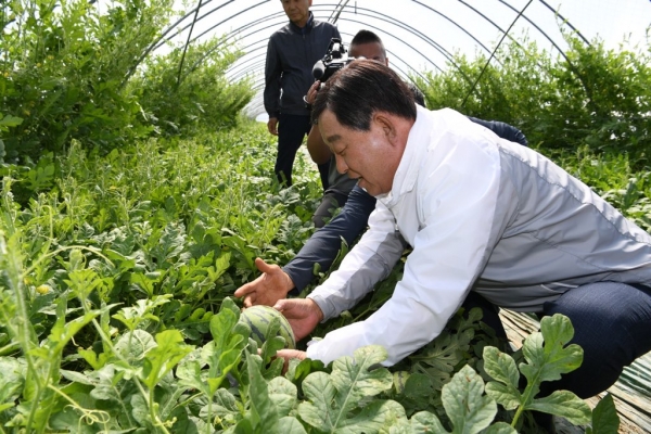황선봉 군수를 비롯한 애플수박 재배농가 20여명이 참석한 가운데 신양면 서계양두련길 정송희 씨(72세) 농가를 방문해 첫 출하 축하