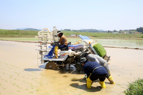 벼 병해충 예찰포 이앙