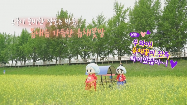 온궁이와 온양이가 간다 곡교천 유채꽃 촬영 콘텐츠