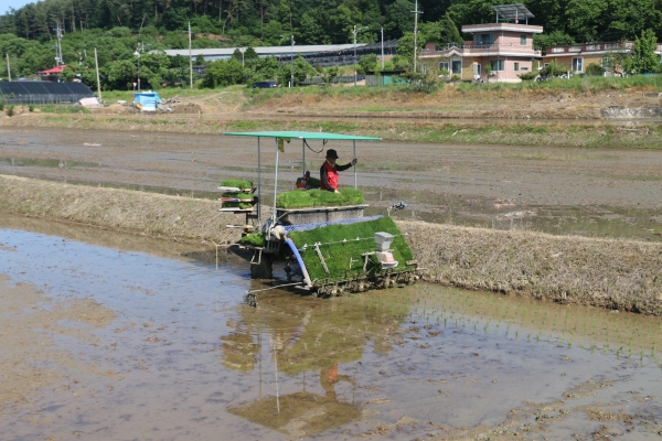 청양군, 적기 모내기 영농지도