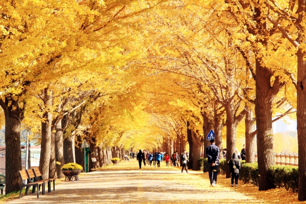 은행나무길 (가을풍경)