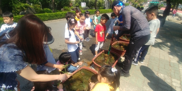 모내기체험 대전원평초