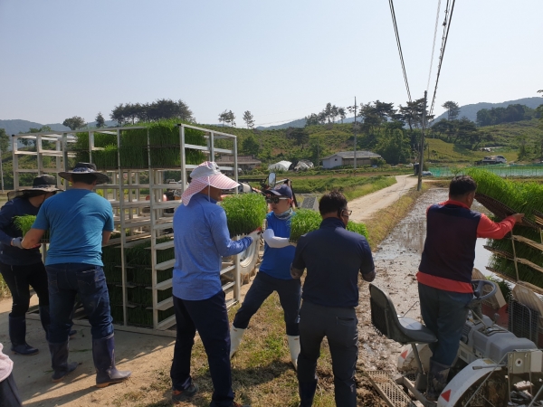 모내기 작업 모습