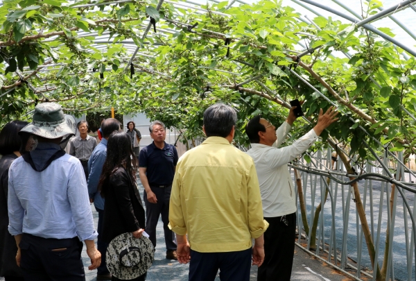 지난 28일 남면 당암리에서 열린 ‘2019년 오디분야 시범사업평가회’ 모습.