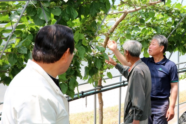 지난 28일 남면 당암리에서 열린 ‘2019년 오디분야 시범사업평가회’ 모습.