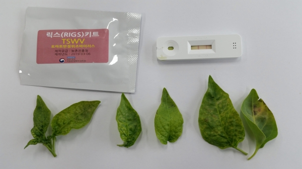서천군농업기술센터가 고추바이러스 칼라병 피해최소화를 위해 적기방제 당부(진단키트 양성사진).