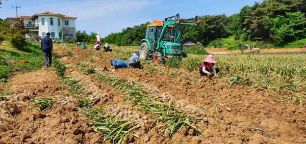 청양군, 칠갑산 맛나마늘 수확 한창