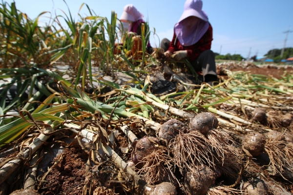 마늘수확 모습