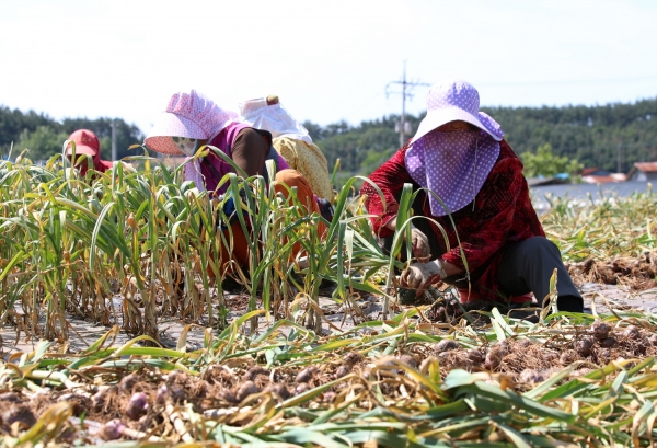 마늘수확 모습