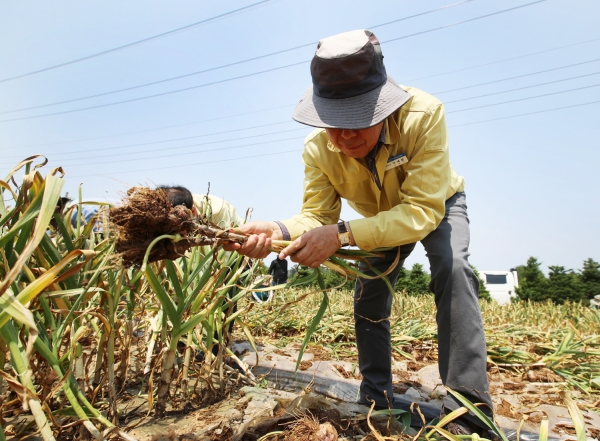 공직자 농번기 농촌일손돕기 (수룡리)