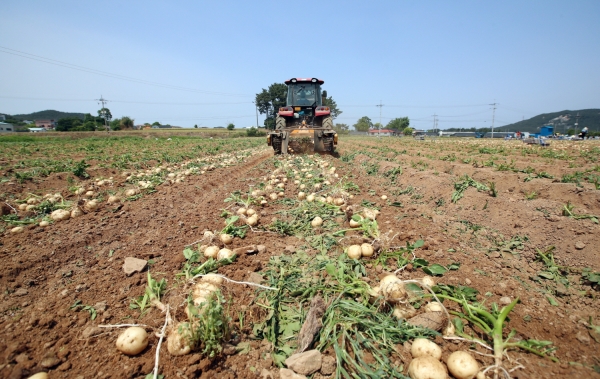 원북면 대기리 감자 수확 모습