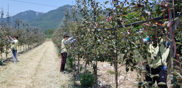 영남본부, 1사 1촌 마을에서 농번기 부족한 일손돕기 봉사 모습