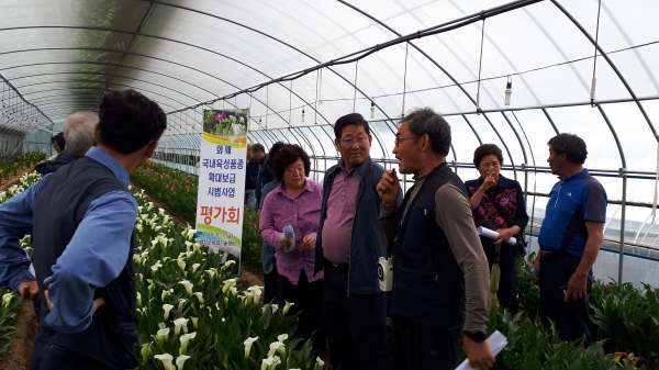 프리지아 국내육성품종 확대보급