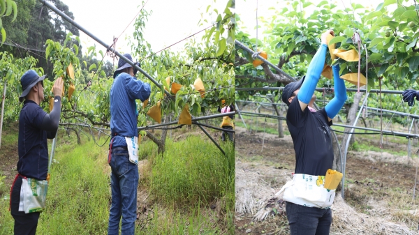 11일 도시철도공사 직원들이 산직동 농가를 찾아 배봉지 씌위기 작업을 하고 있다.
