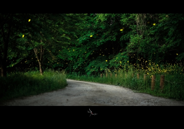 사진작가 윤준우 제공 – 궁평 저수지길 애반딧불이 출현모습(2019년 6월)