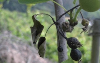 청양군, 검역병해충 정밀 예찰에 온힘-과수화상병