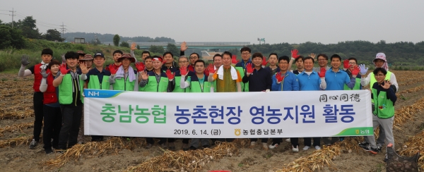 마늘수확 일손돕기