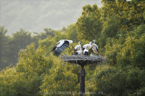 황새 6마리 부화(광시면 관음리) : 황진환 황새전문 사진작가 제공