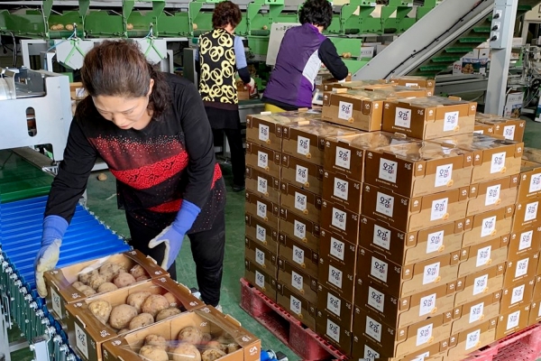 부석농협 농산물유통센터에서 감자 포장작업이 진행 중