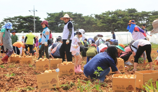 지난해 황토감자축제 감자캐기 체험 모습