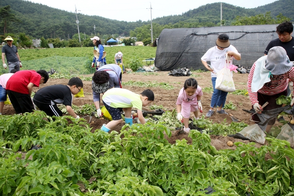 지난 22일과 23일 양일간 팔봉산 양길리 일원에서 개최된 제18회 서산 팔봉산 감자축제 모습