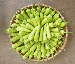 당조고추, ‘기능성’ 날개 달고 일본 판매 개시