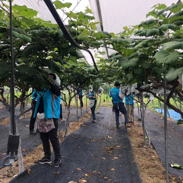 농어촌공사 직원들이 포도 봉지 씌우기 봉사활동을 펼치고 있다..