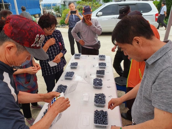 청양군 블루베리 품평회 ‘캐스트럴’ 품종 1등