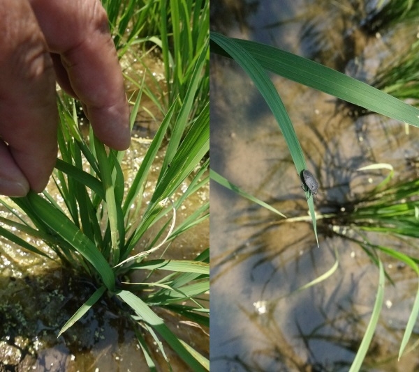 (좌) 먹노린재 피해 모습, (우) 먹노린재 성충