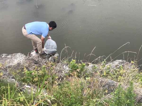 청양군, 수산자원 확보 위한 종묘 방류