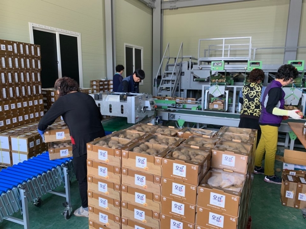 최근 소비부진으로 어려움을 겪고 있는 지역 농산물 판매촉진을 위해 팔을 걷었다. 사진은 감자 포장작업 모습