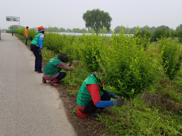 무궁화 꽃길 정비 작업