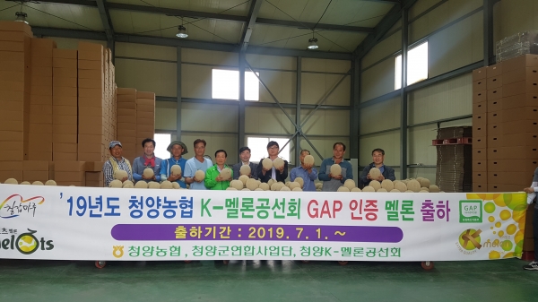 청양멜론공선회, 달콤한 ‘꿀 멜론’ 첫 출하