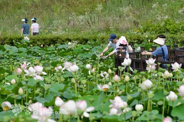 조천 연꽃공원_