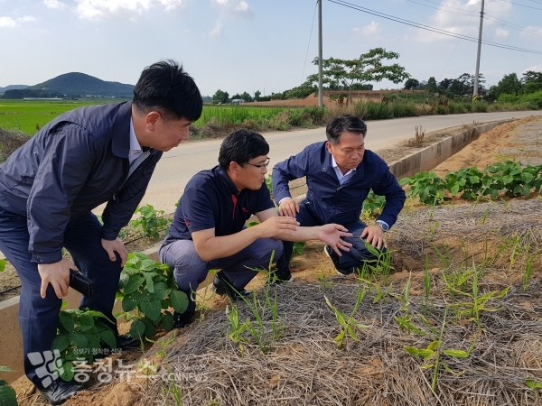 조소형 충남농협 본부장, 폭염피해 현장 활동 / 충청뉴스 최형순 기자