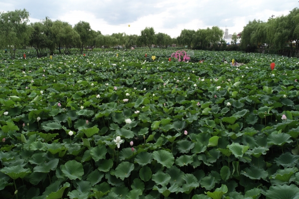 궁남지 연지 전경