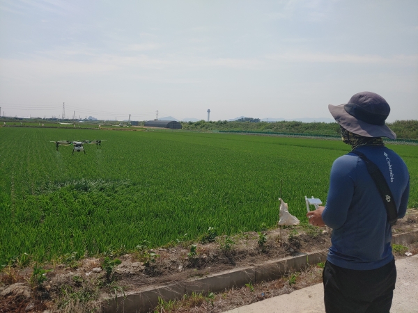 먹노린재 드론 긴급방제 모습