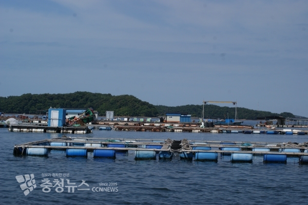 서산시 창리포구 가두리 양식장 / 충청뉴스 최형순 기자