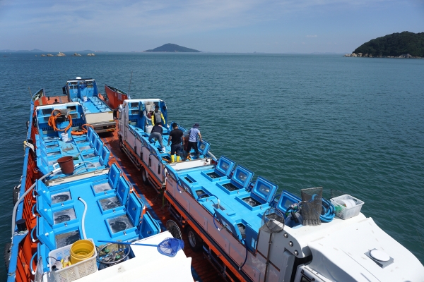 수산종묘 넙치종자 방류사진