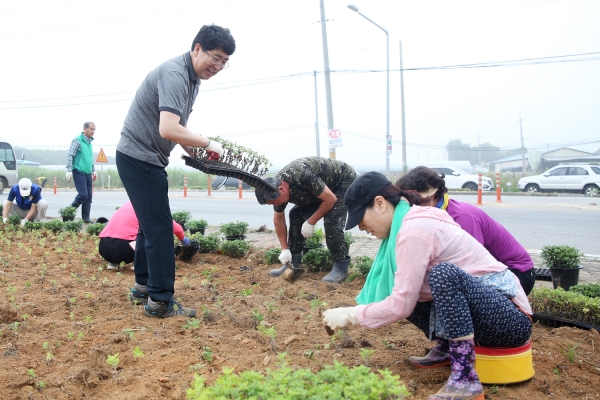 15일 오전 고북면 기포교차로 부근에서 열린 ‘고북면 기관단체 국화식재 자원봉사’모습