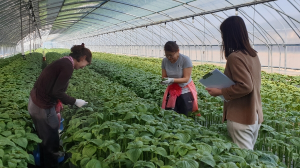 깻잎 부적합 제로화