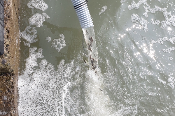 치어 방류 모습